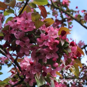 

Яблоня Роялти декоративная