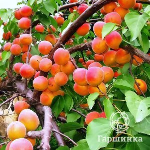 

Абрикос Кичигинский сеяный