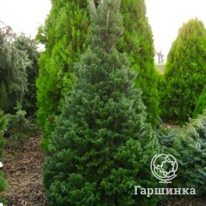 

Пихта белая Компакта