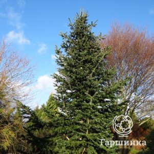 

Пихта Нордмана Робуста