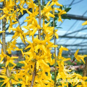 

Форзиция промежуточная Голдзаубер