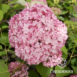 

Гортензия Стэнд Ап Пинк древовидная