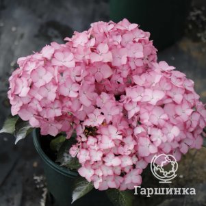 

Гортензия Адула крупнолистная