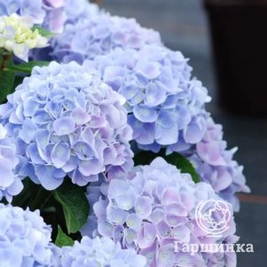 

Гортензия Анконг крупнолистная