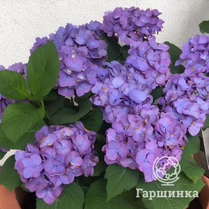 

Гортензия Дива крупнолистная
