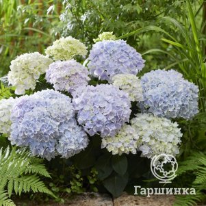 

Гортензия Доппио Аззуро крупнолистная