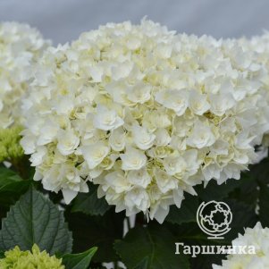 Гортензия Доппио Фредо крупнолистная (макрофила)