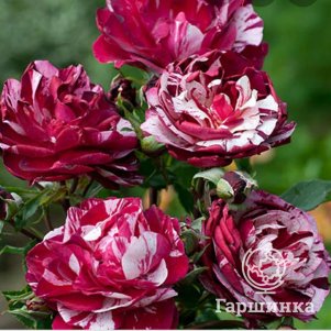 

Роза Нью Имаджин