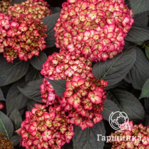 

Гортензия Эклипс Фест Эдишн крупнолистная