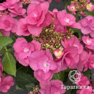 

Гортензия Флейм Хот Пинк крупнолистная