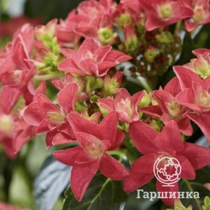 Гортензия Фрэнси Хот Пинк крупнолистная (макрофила)