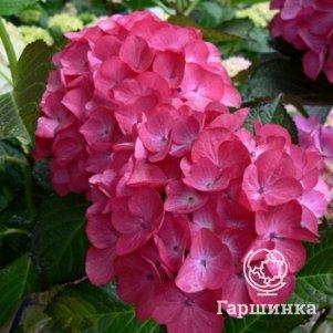 

Гортензия Грюнес Гевельбе крупнолистная