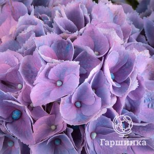 

Гортензия Хай Канал крупнолистная