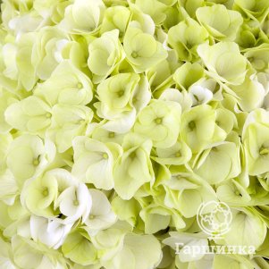 

Гортензия Хай Хэйлстоун крупнолистная (макрофила)