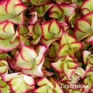 

Гортензия Хай Мун крупнолистная (макрофила)