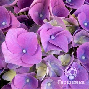 

Гортензия Хай Скай крупнолистная (макрофила)