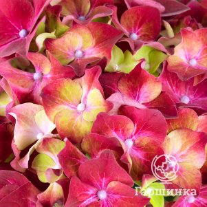 

Гортензия Хай Вулкано крупнолистная (макрофила)