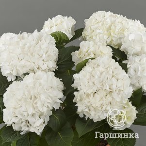 

Гортензия Хай Вайт Сан крупнолистная (макрофила)