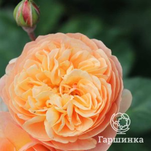 

Роза Эвелин Уайлд