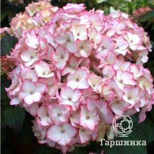 

Гортензия Мирай крупнолистная (макрофила)