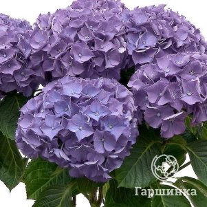 

Гортензия Нунки крупнолистная (макрофила)