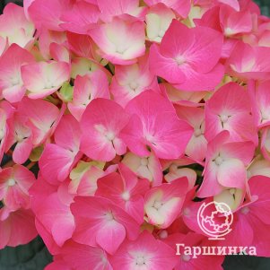 

Гортензия Пиа крупнолистная (макрофила)