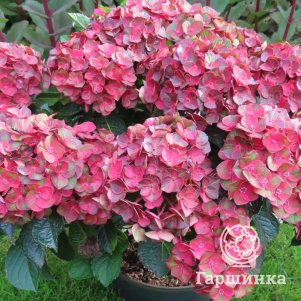 

Гортензия Ребелион Чоко Лав крупнолистная (макрофила)