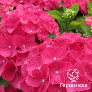 

Гортензия Ребелион Дак Пинк Лав крупнолистная (макрофила)