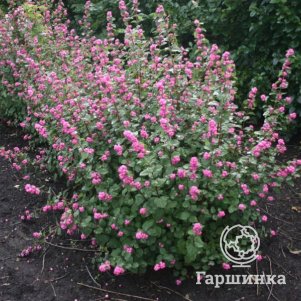 

Снежноягодник Мэджикал Пинк Карпет