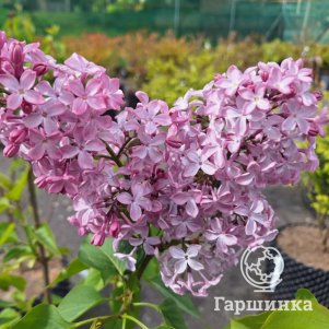 Сирень Принцесса Стурдза