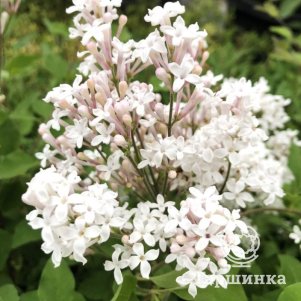 

Сирень Мейера Флауэрфест Вайт