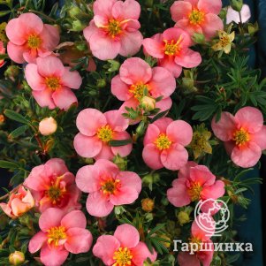 

Лапчатка Претти Полли розовая