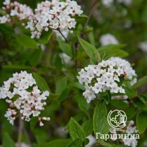 

Калина Барквуда