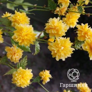 

Керрия японская