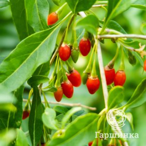 

Годжи ягоды (Дереза обыкновенная) Литл Годжи