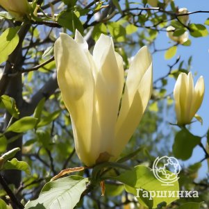 

Магнолия Лаймлайт