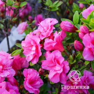 Рододендрон Бабушка