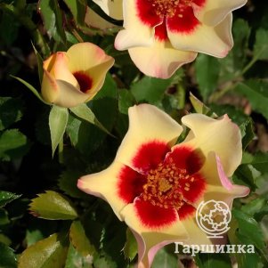 Роза Пастель Бэбилон Айз