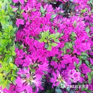 Рододендрон (Азалия) Пурпертраум