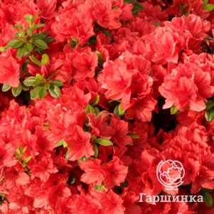 Рододендрон (Азалия) Сигналглюхен