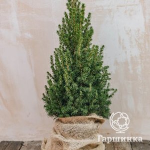 

Ель канадская Десембер