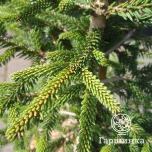 

Ель Грацилис восточная