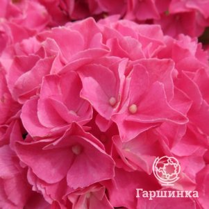 

Гортензия Ребелион Пинк Лав крупнолистная (макрофила)