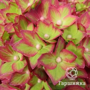 

Гортензия Ребелион Ред Лав крупнолистная (макрофила)