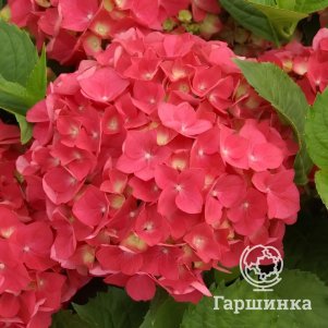 Гортензия Ред Пауэр крупнолистная (макрофила)