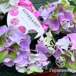 

Гортензия Антико Фреско крупнолистная (серия Рембрант)