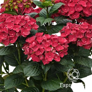 

Гортензия Рана крупнолистная