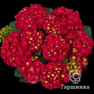 Гортензия Спиди Ред Импрувд крупнолистная (макрофила)