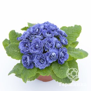 

Примула Беларина Балтик Блю