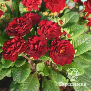 

Примула Беларина Валентайн